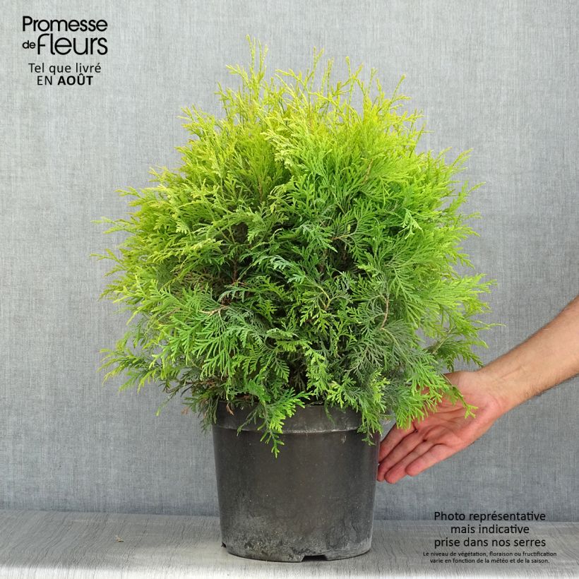 Spécimen de Thuya du Canada - Thuja occidentalis Golden Globe Pot de 7,5L/10L tel que livré en été