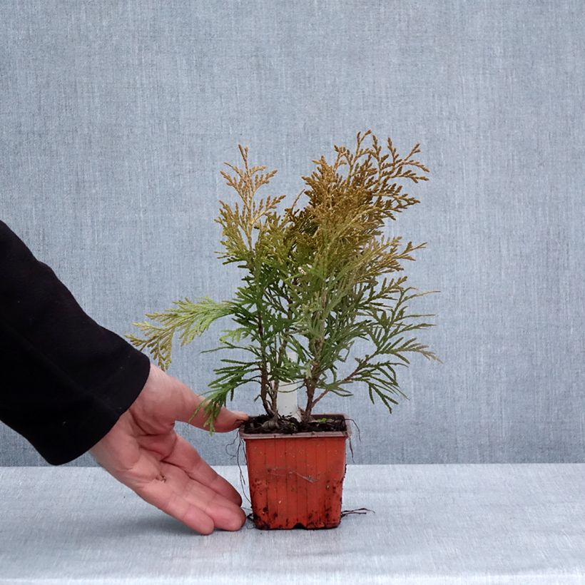 Spécimen de Thuya du Canada - Thuja occidentalis Golden Globe - Godet de 8/9 cm tel que livré en hiver