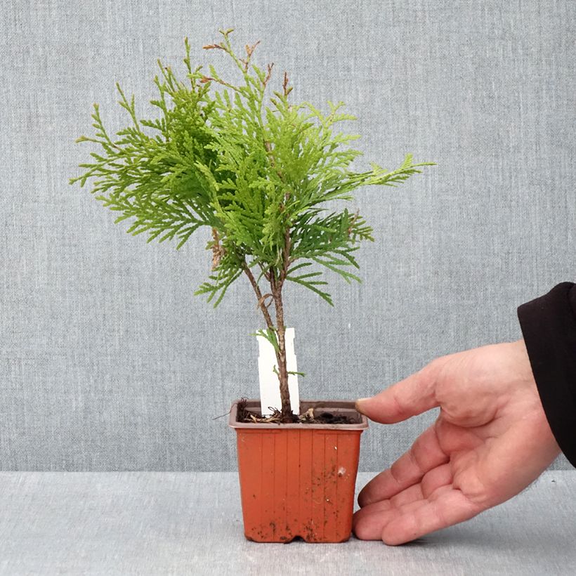 Spécimen de Thuya du Canada - Thuja occidentalis Golden Globe - Godet de 8/9 cm tel que livré au printemps
