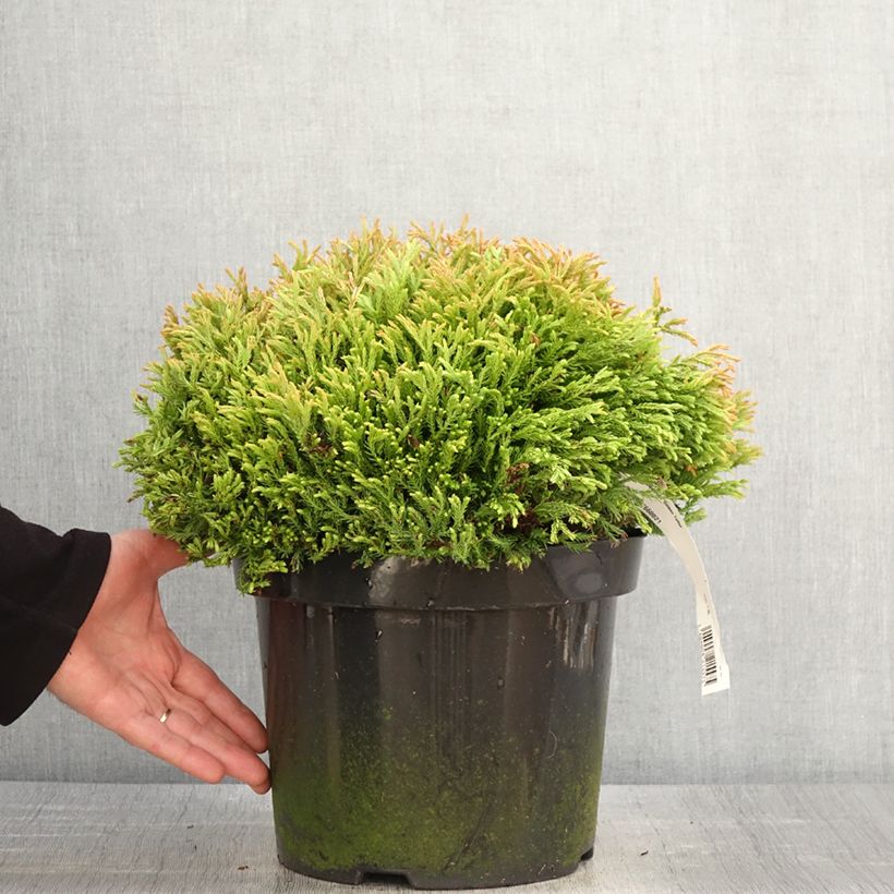 Spécimen de Thuya du Canada - Thuja occidentalis Golden Tuffet                 Pot de 7,5L/10LHauteur livrée env. 40/50cm tel que livré au printemps