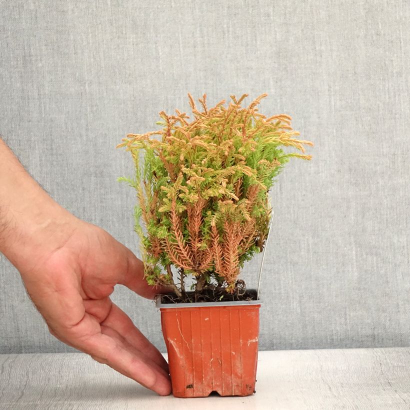Spécimen de Thuya du Canada - Thuja occidentalis Golden Tuffet                 Godet de 8/9 cm tel que livré en été