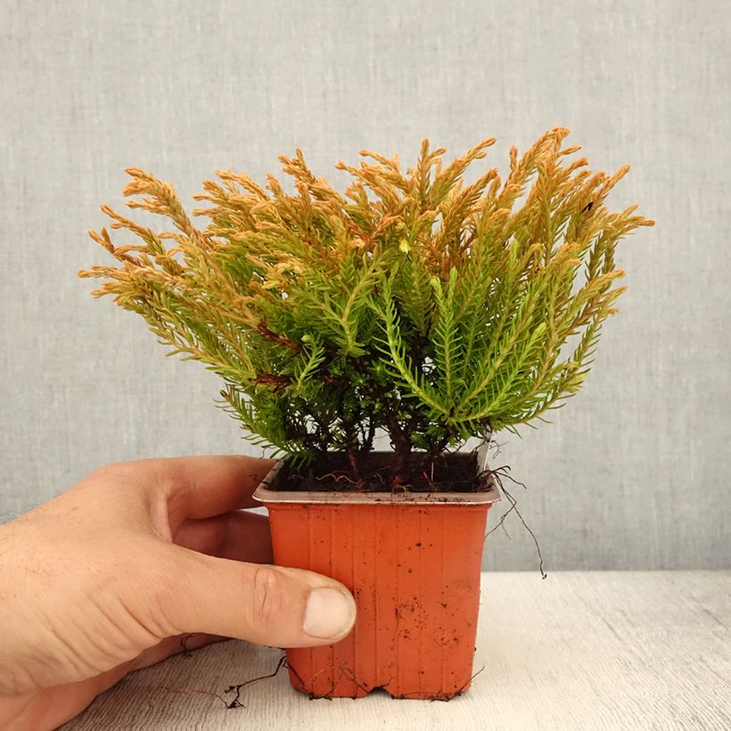 Spécimen de Thuya du Canada - Thuja occidentalis Golden Tuffet                 - Godet de 8/9 cm tel que livré au printemps