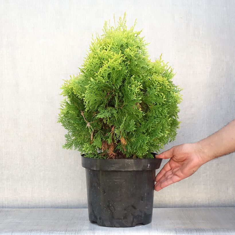 Spécimen de Thuya du Canada - Thuja occidentalis Jantar Pot de 7,5L/10L tel que livré en été