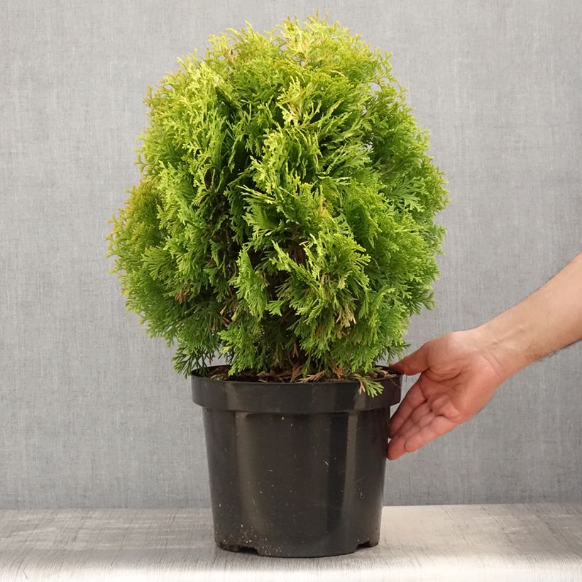 Spécimen de Thuya du Canada - Thuja occidentalis Jantar Pot de 7,5L/10L tel que livré au printemps