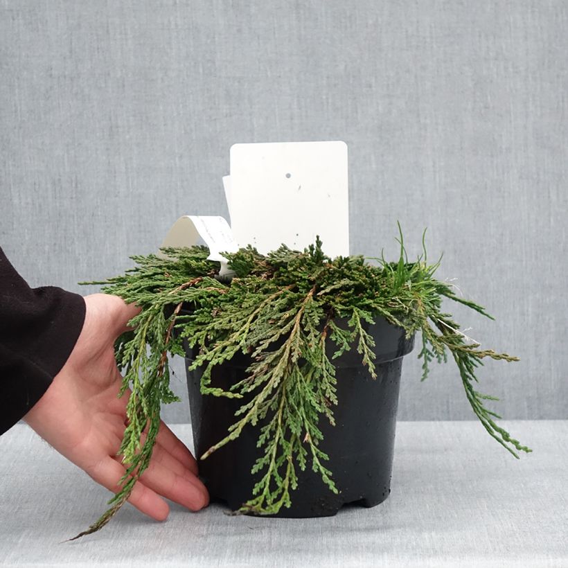 Spécimen de Thuya du Canada - Thuja occidentalis Pancake Concesarini en pot de 2L/3L tel que livré en hiver