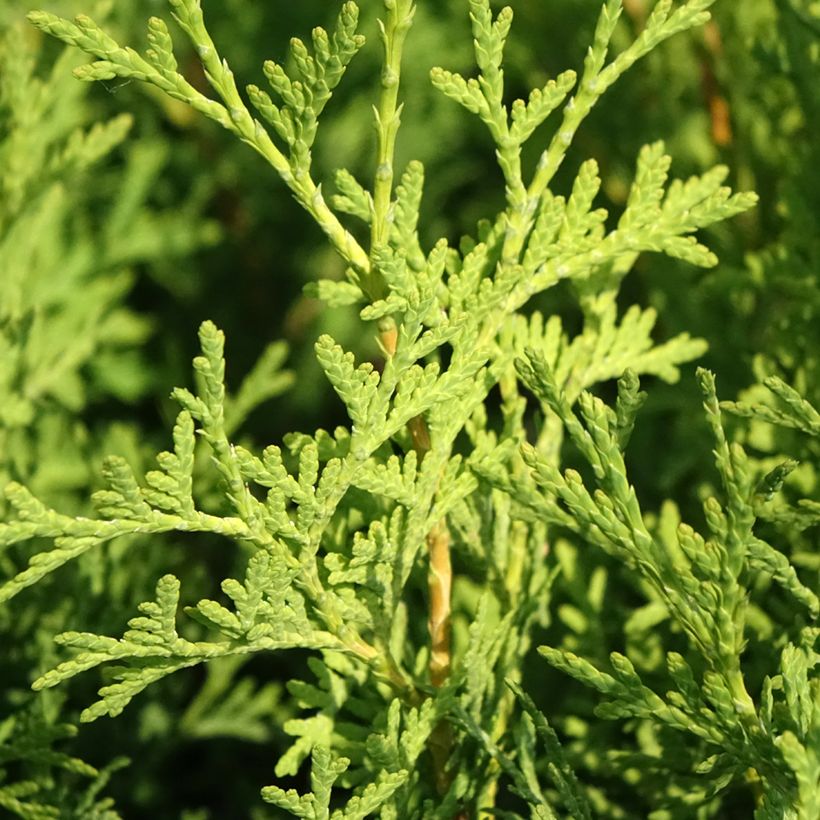 Thuya du Canada - Thuja occidentalis Pyramidalis Compacta (Feuillage)
