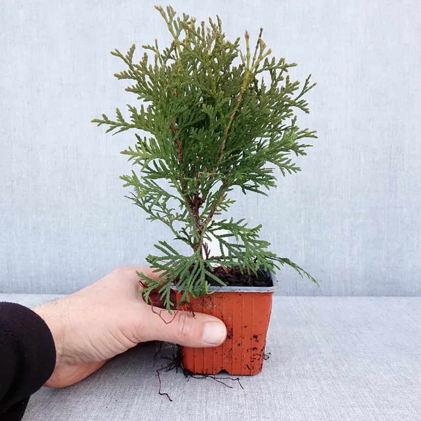 Spécimen de Thuya du Canada - Thuja occidentalis Pyramidalis Compacta Godet de 8/9 cm tel que livré en hiver