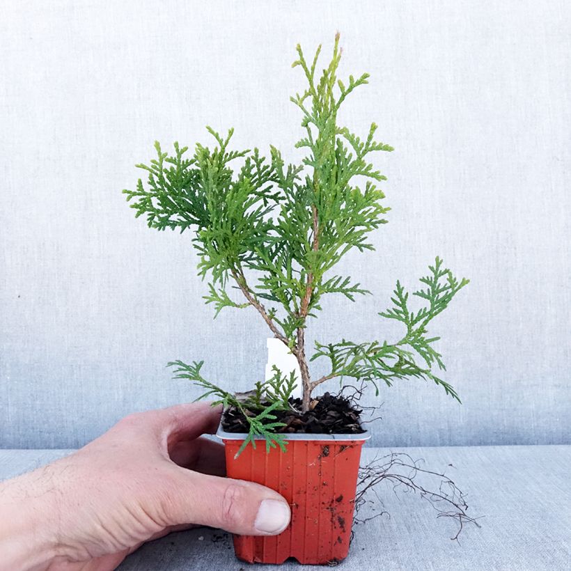Spécimen de Thuya du Canada - Thuja occidentalis Pyramidalis Compacta - Godet de 8/9 cm tel que livré au printemps