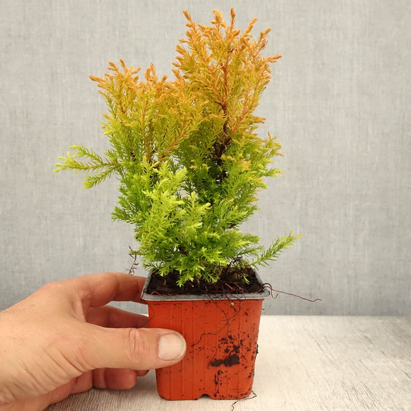 Spécimen de Thuya du Canada - Thuja occidentalis Rheingold                   - Godet de 8/9 cm tel que livré au printemps