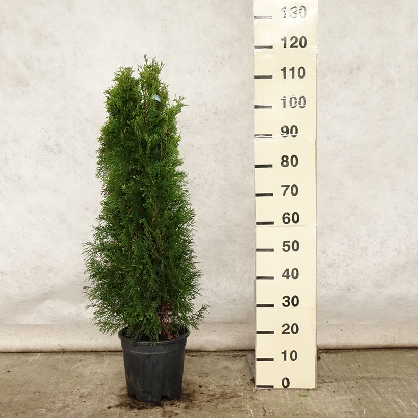 Spécimen de Thuya du Canada - Thuja occidentalis Smaragd Pot de 7,5L/10L tel que livré en été