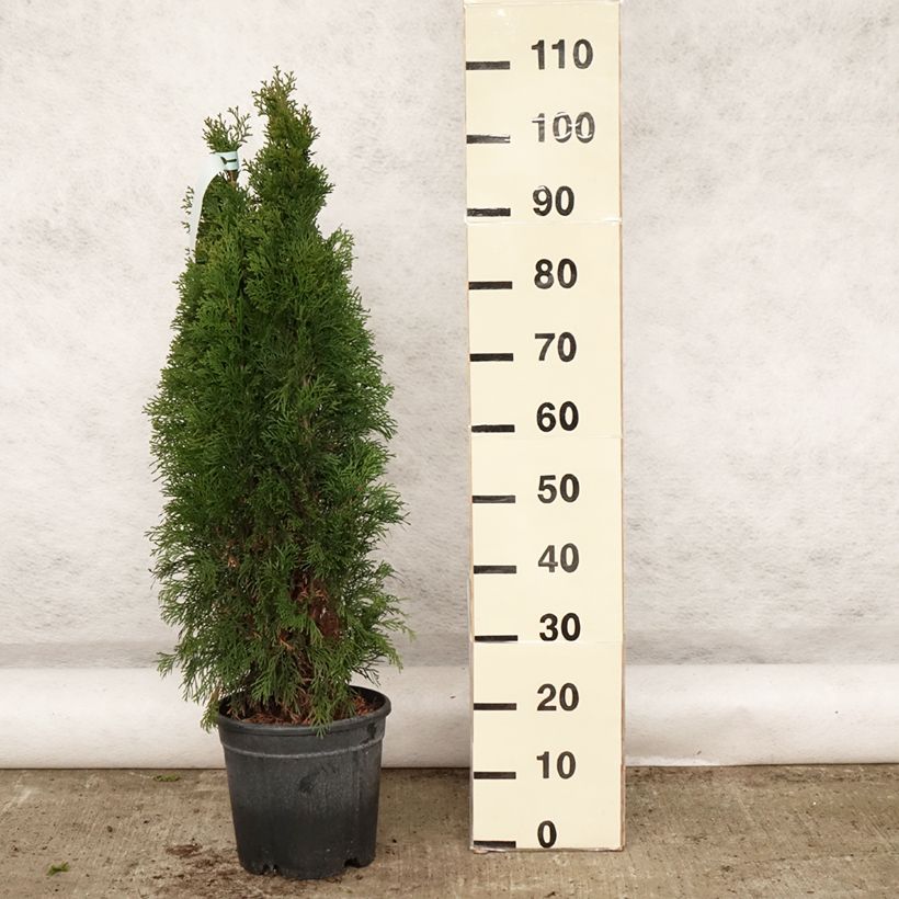 Spécimen de Thuya du Canada - Thuja occidentalis Smaragd 100/+ cm en pot de 10L tel que livré au printemps