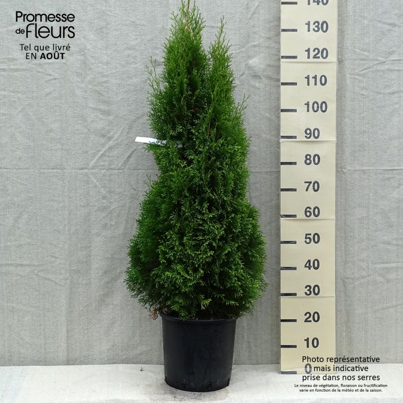 Spécimen de Thuya du Canada - Thuja occidentalis Smaragd Pot de 12L/15L tel que livré en été