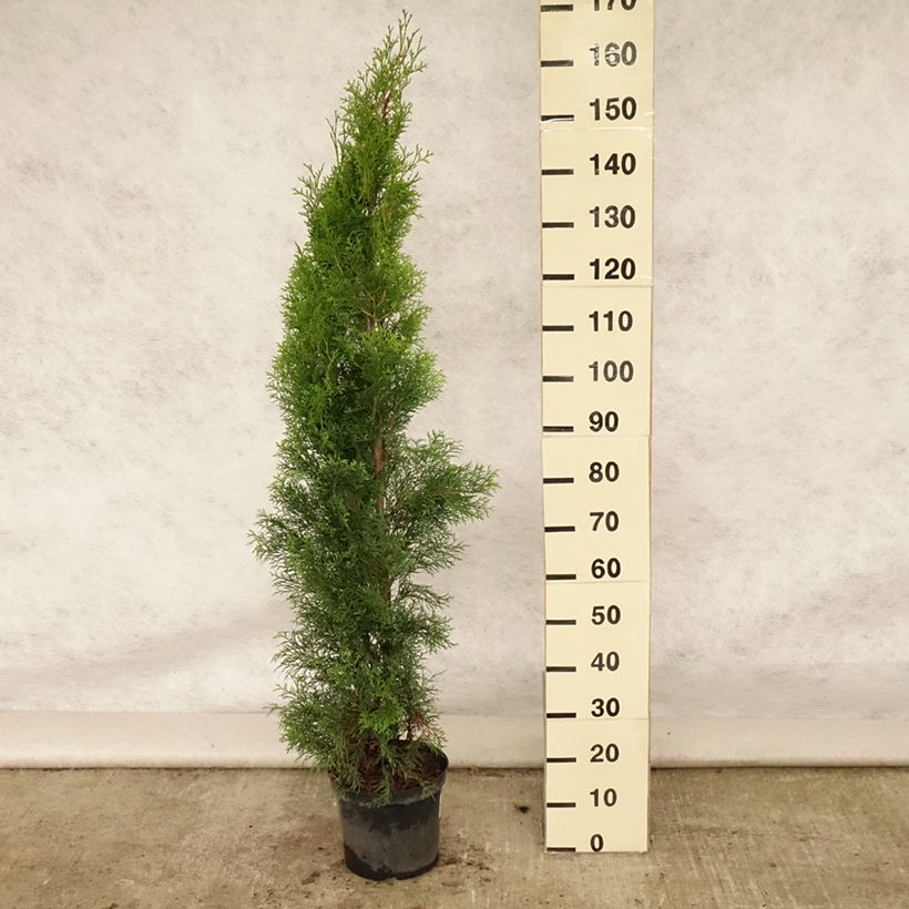 Spécimen de Thuya du Canada - Thuja occidentalis Smaragd Pot de 6L/7L tel que livré en été