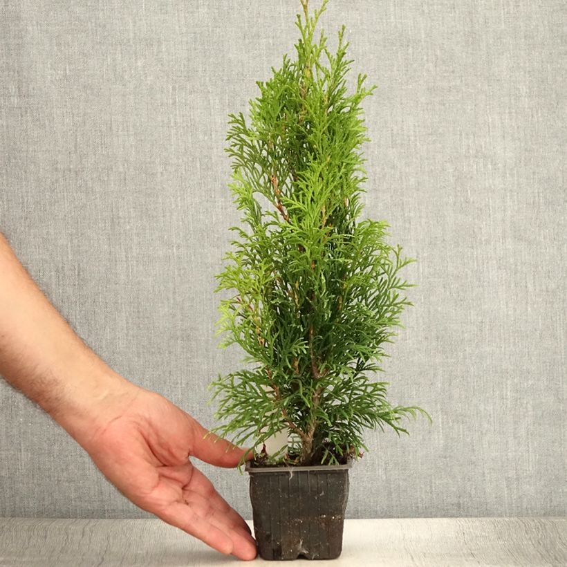 Spécimen de Thuya du Canada - Thuja occidentalis Smaragd Godet de 8/9 cm tel que livré en été