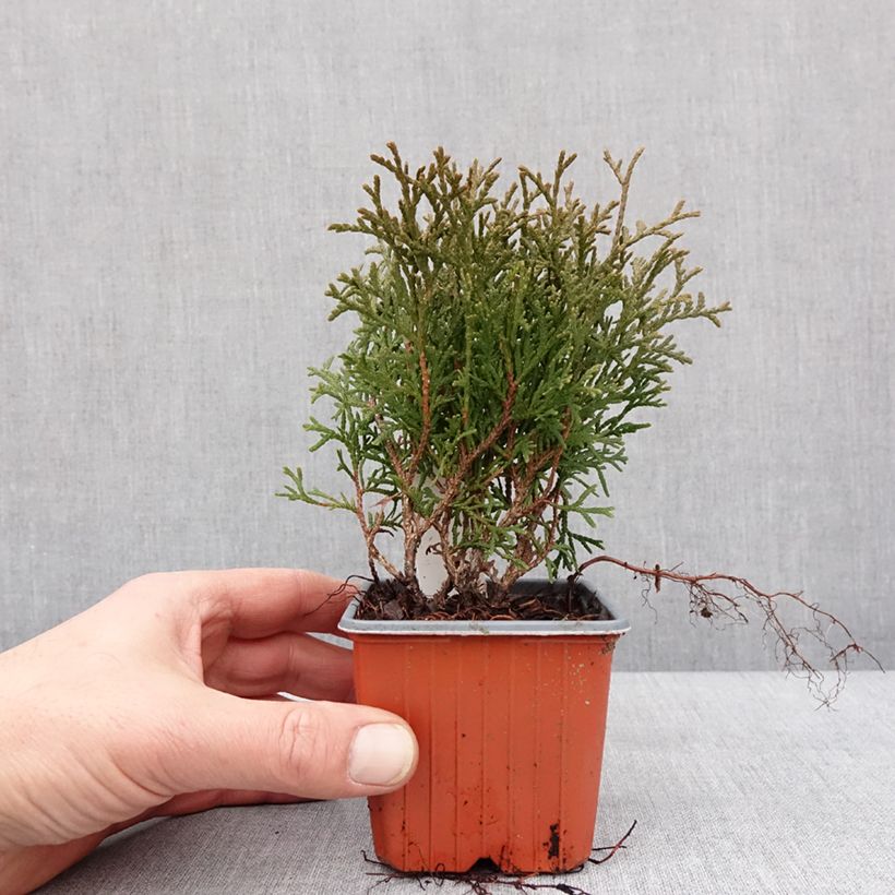 Spécimen de Thuya du Canada - Thuja occidentalis Tiny Tim Godet de 8/9 cm tel que livré en hiver