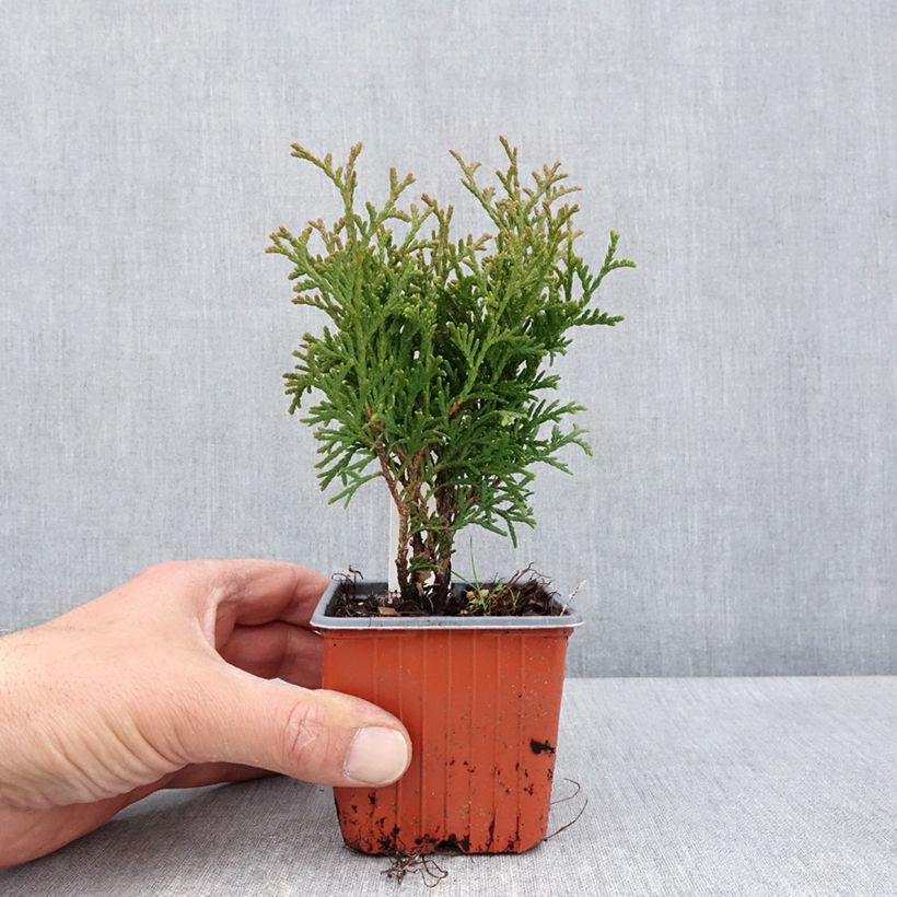 Spécimen de Thuya du Canada - Thuja occidentalis Tiny Tim - Godet de 8/9 cm tel que livré au printemps
