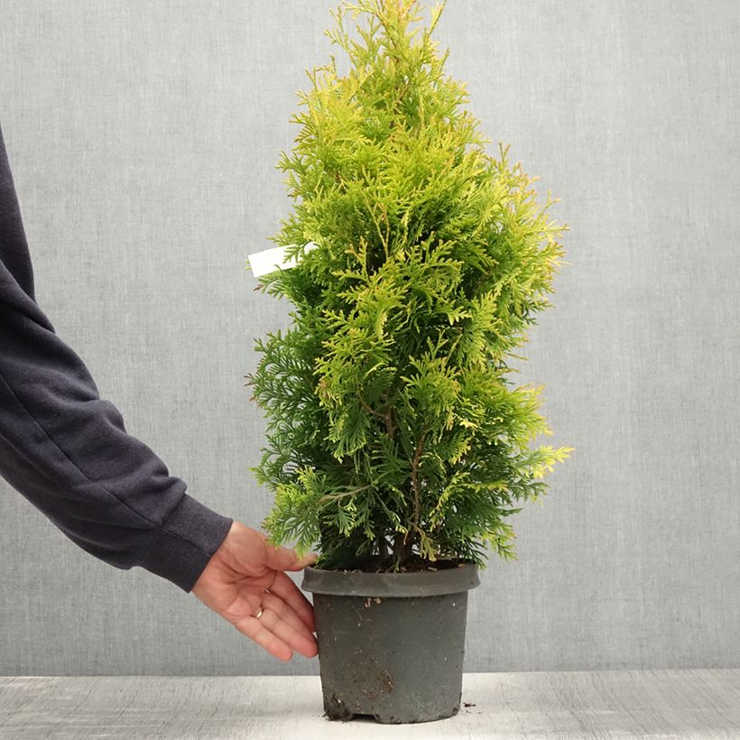 Spécimen de Thuya du Canada - Thuja occidentalis Yellow Ribbon. Pot de 2L/3L tel que livré en été
