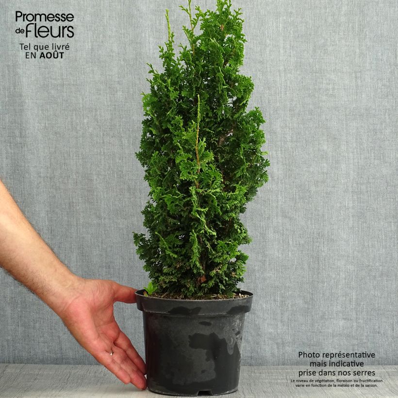Spécimen de Thuya du Canada - Thuja occidentalis Zmatlik                      Pot de 3L/4L tel que livré en été