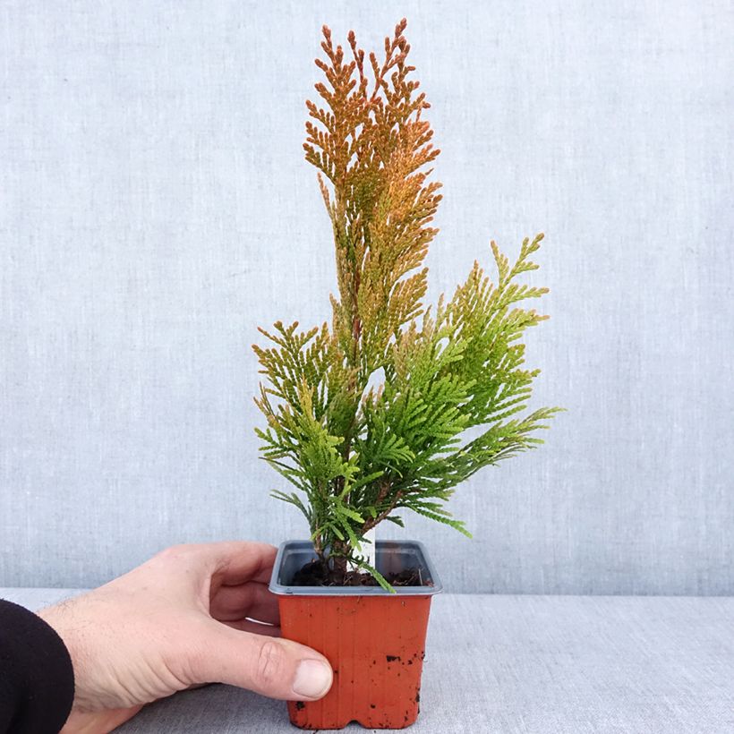 Spécimen de Thuya géant - Thuja plicata 4 Ever Goldy Godet de 8/9 cm tel que livré en hiver