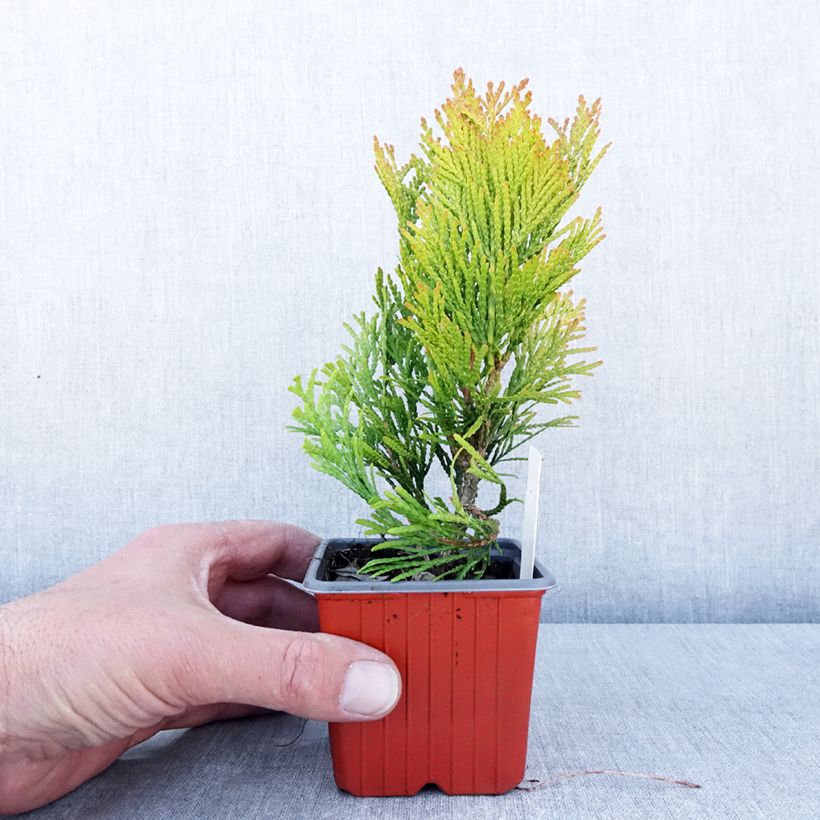 Spécimen de Thuya géant - Thuja plicata 4 Ever Goldy - Godet de 8/9 cm tel que livré au printemps