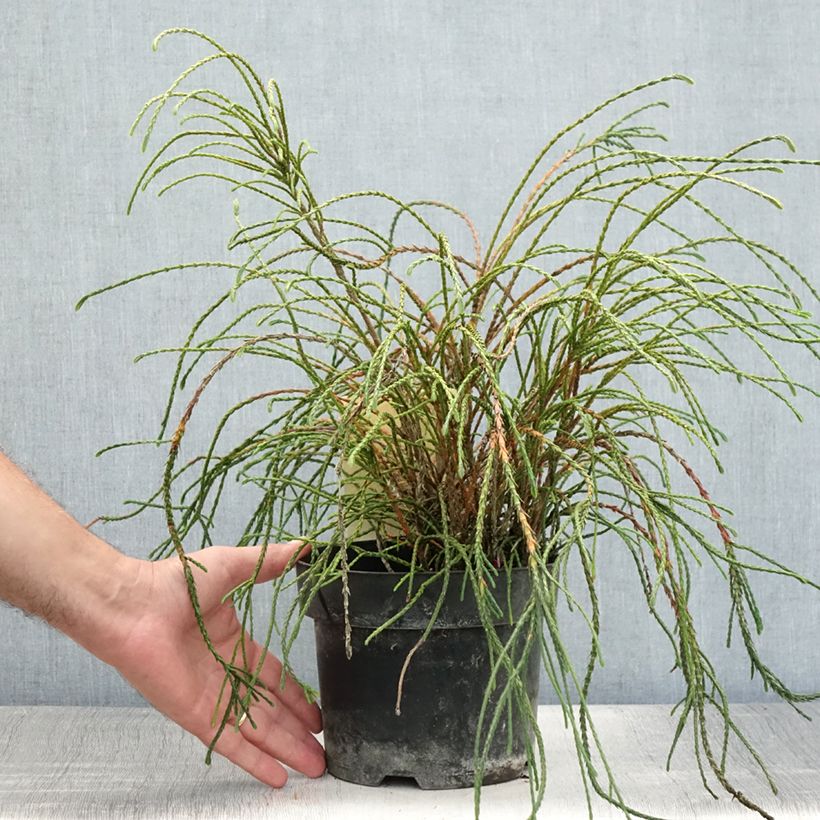 Spécimen de Thuya géant - Thuja plicata Whipcord Pot de 3L/4L tel que livré en été