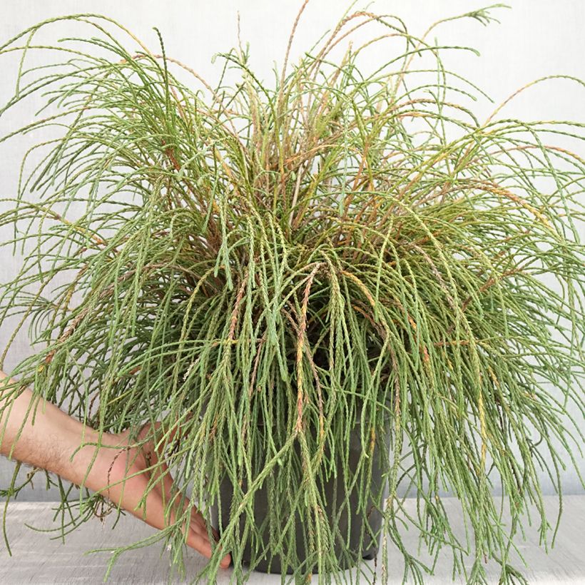 Spécimen de Thuya géant - Thuja plicata Whipcord Pot de 7,5L/10L tel que livré en été