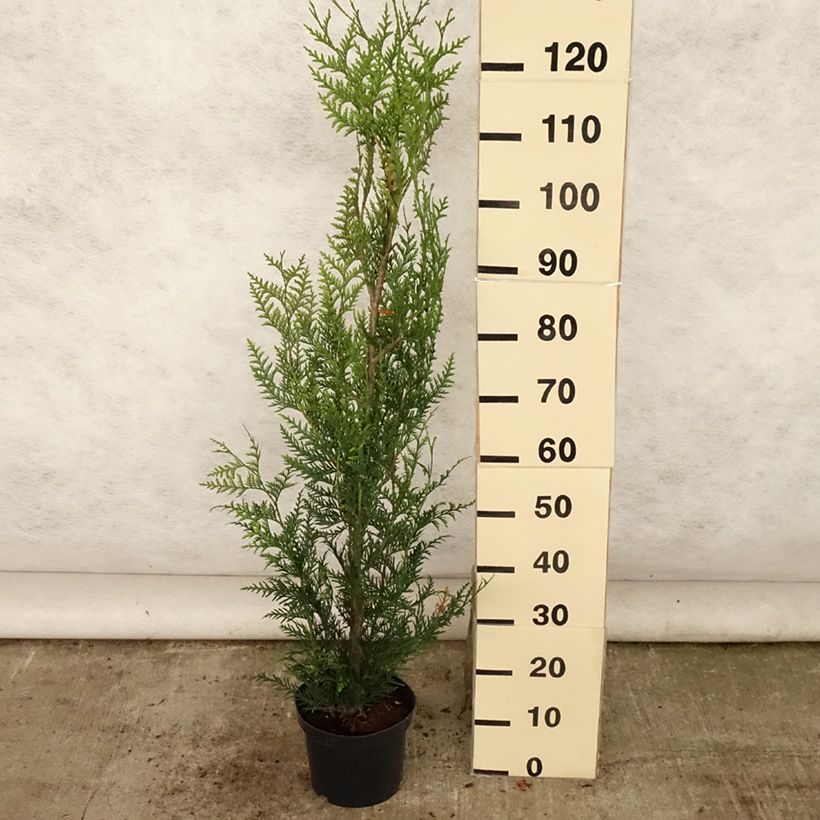 Spécimen de Thuya pour haie - Thuja plicata Atrovirens Pot de 4L/5L tel que livré en été