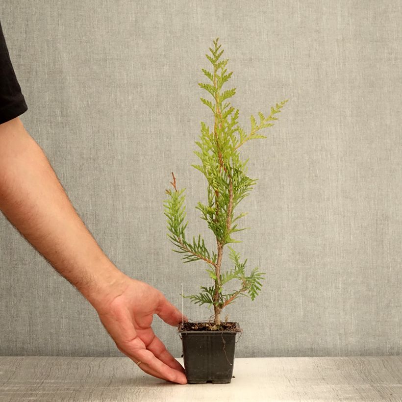 Spécimen de Thuya pour haie - Thuja plicata Atrovirens Godet de 8/9 cm tel que livré en été