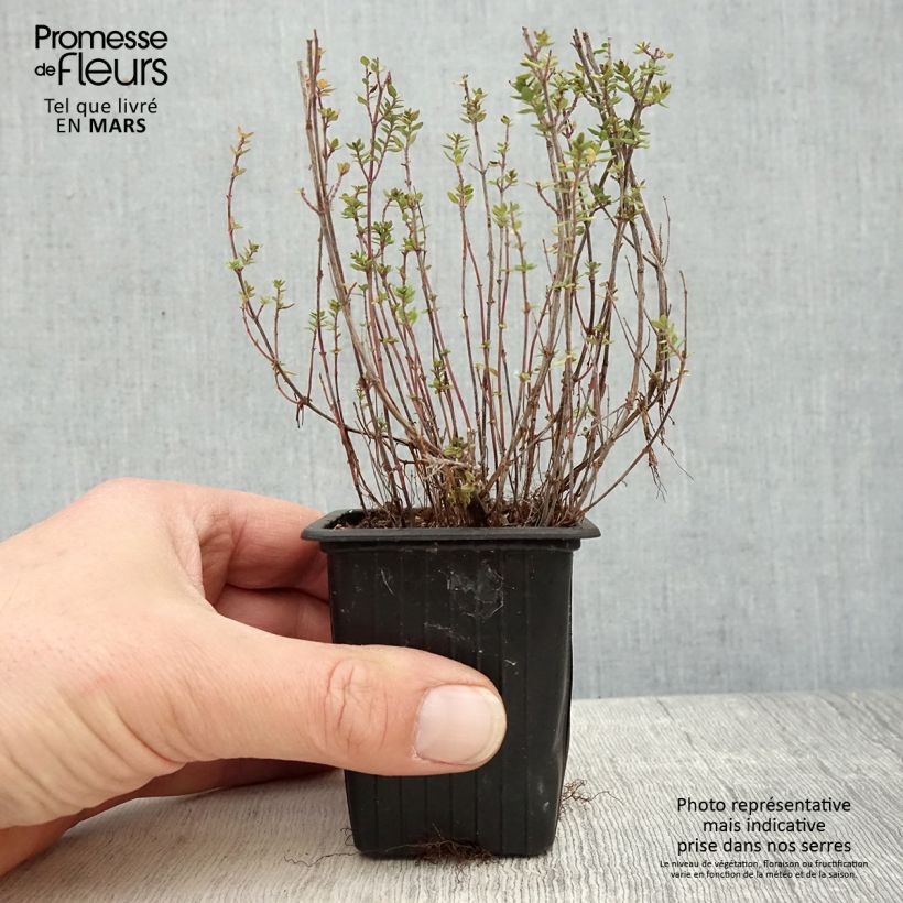 Spécimen de Thym citron BIO - Thymus citriodorus Godet de 8 cm tel que livré au printemps