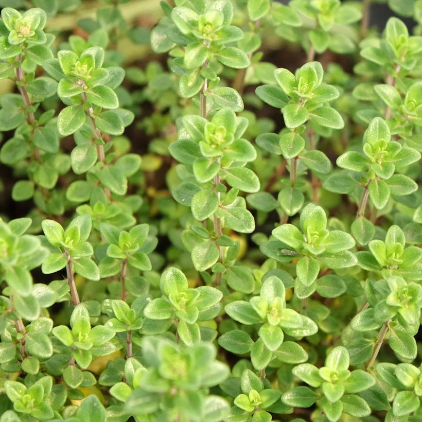 Thym citron en plant BIO (Feuillage)