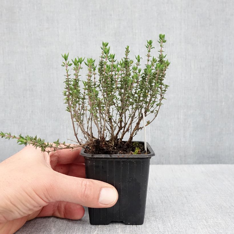 Spécimen de Thym citron Lammefjord - Thymus citriodorus Godet de 8/9 cm tel que livré au printemps