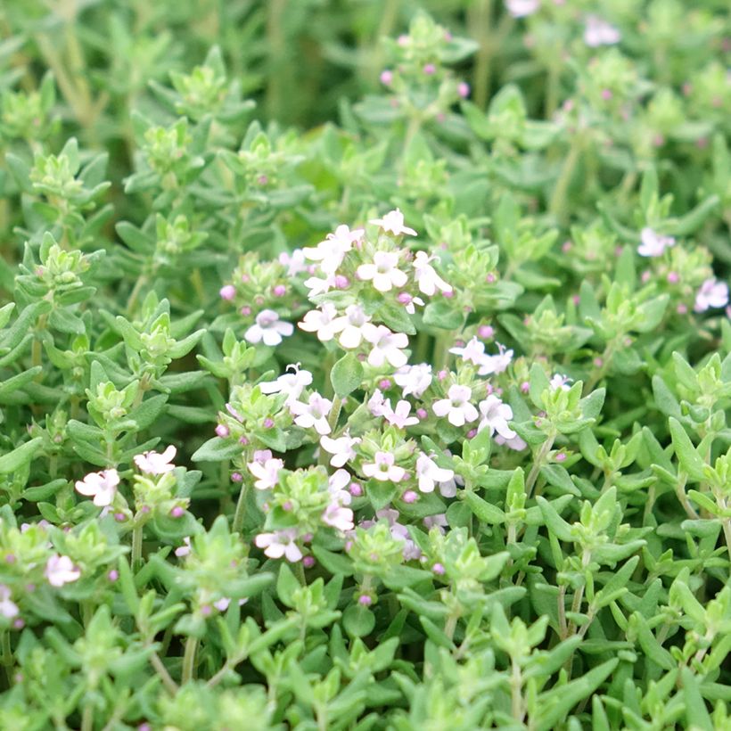 Thym d'hiver, Thymus vulgaris Compactus (Floraison)