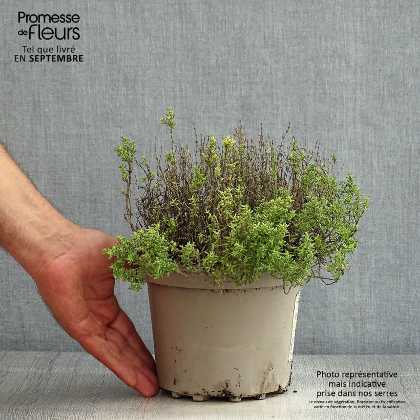 Spécimen de Thym d'hiver, Thymus vulgaris Compactus Pot de 2L/3L tel que livré en été