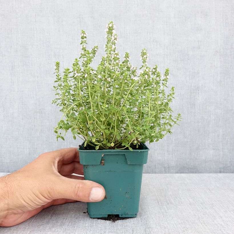 Spécimen de Thym doré - Thymus vulgaris Gold en plant Pot de 10 cm/11cm tel que livré en été