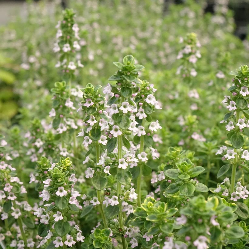 Thym doré - Thymus vulgaris Gold en plant (Floraison)