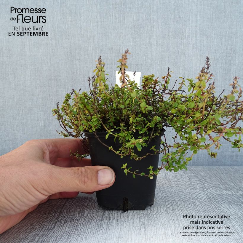 Spécimen de Thym hybride Doone Valley - Thymus (x) citriodorus tel que livré en ete