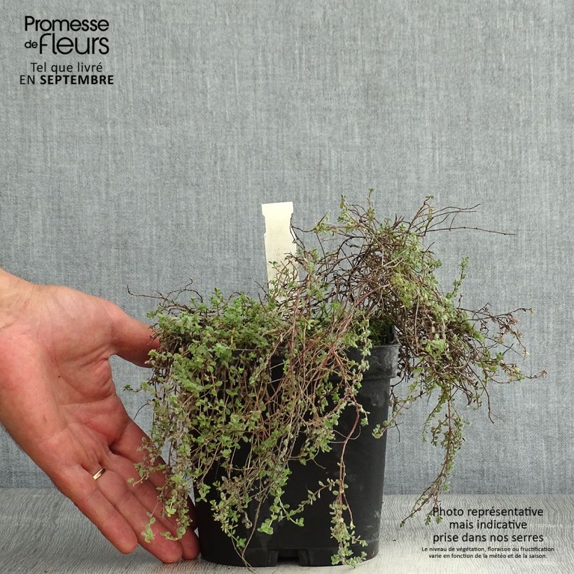 Spécimen de Thym laineux - Thymus pseudolanuginosus Pot de 2L/3L tel que livré en été