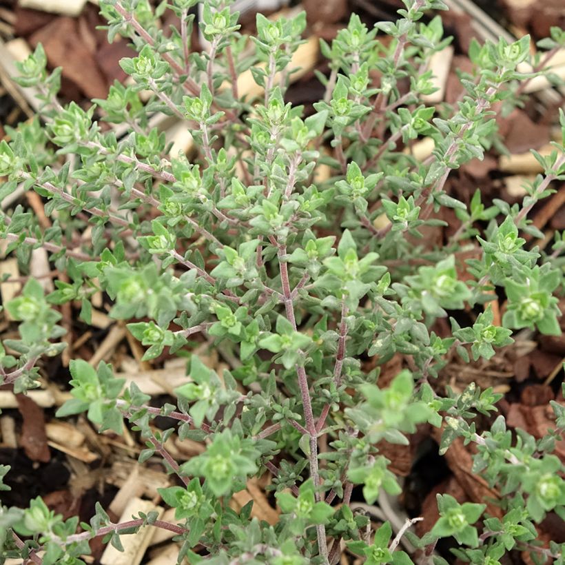 Thym orange en plants - Thymus vulgaris Fragrantissimus (Feuillage)