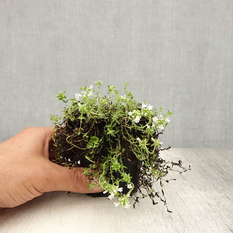 Spécimen de Thym précoce - Thym praecox Albiflorus Godet de 8/9 cm tel que livré en été