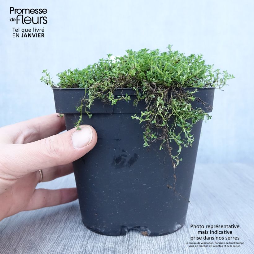 Spécimen de Thym précoce - Thym praecox Albiflorus Pot de 2L/3L tel que livré en hiver
