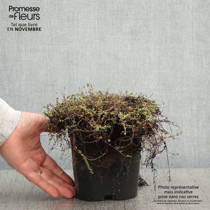 Spécimen de Thymus hirsutus - Thym hirsute Pot de 2L/3L tel que livré en automne