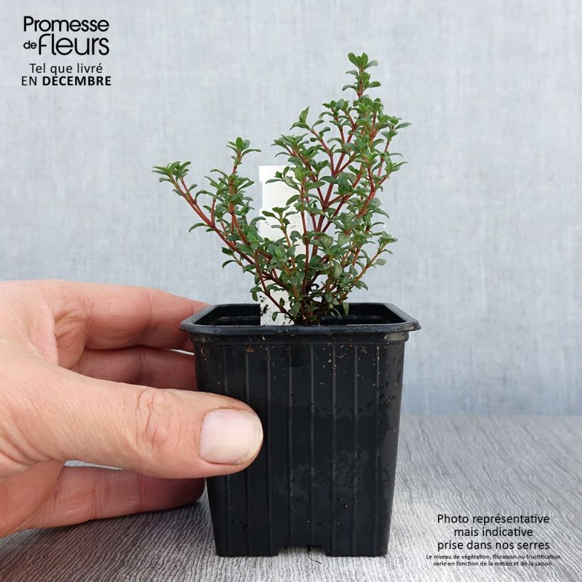 Spécimen de Thymus mastichina - Thym résineux Godet de 8/9 cm tel que livré en hiver