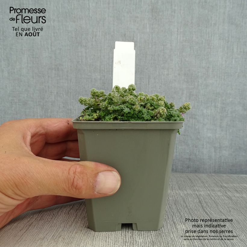 Spécimen de Thymus praecox Minor - Thym précoce Godet de 8/9 cm tel que livré en été