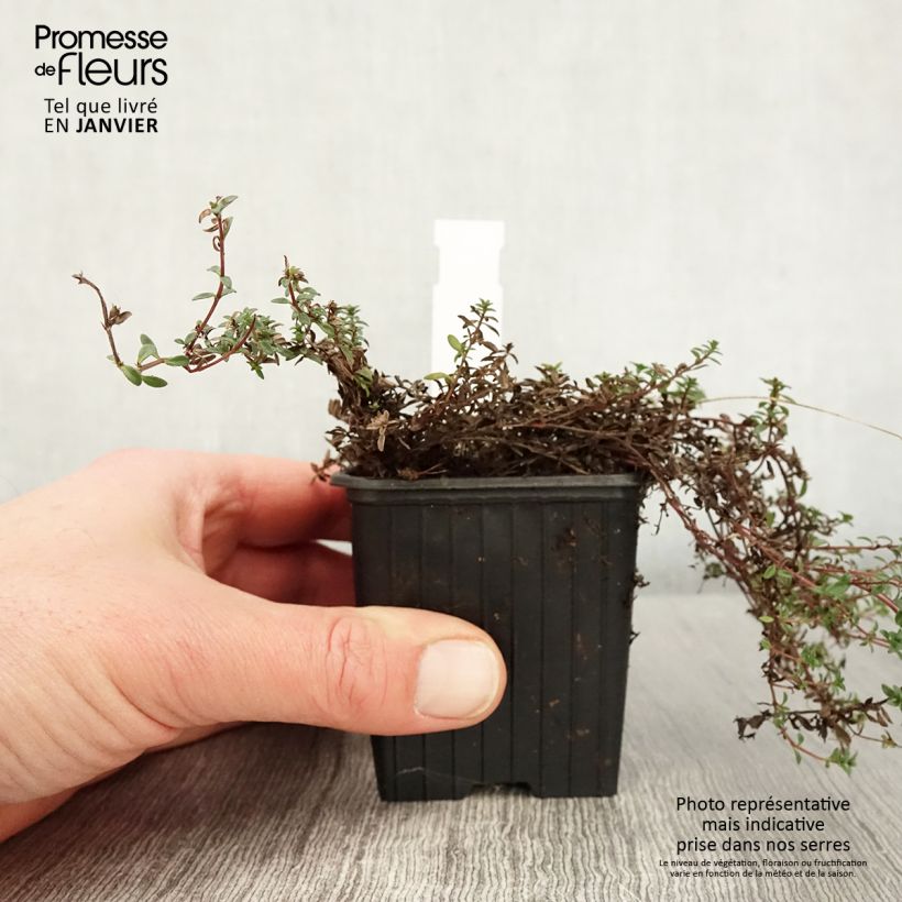 Spécimen de Thymus praecox Red Carpet - Thym précoce Godet de 8/9 cm tel que livré en hiver