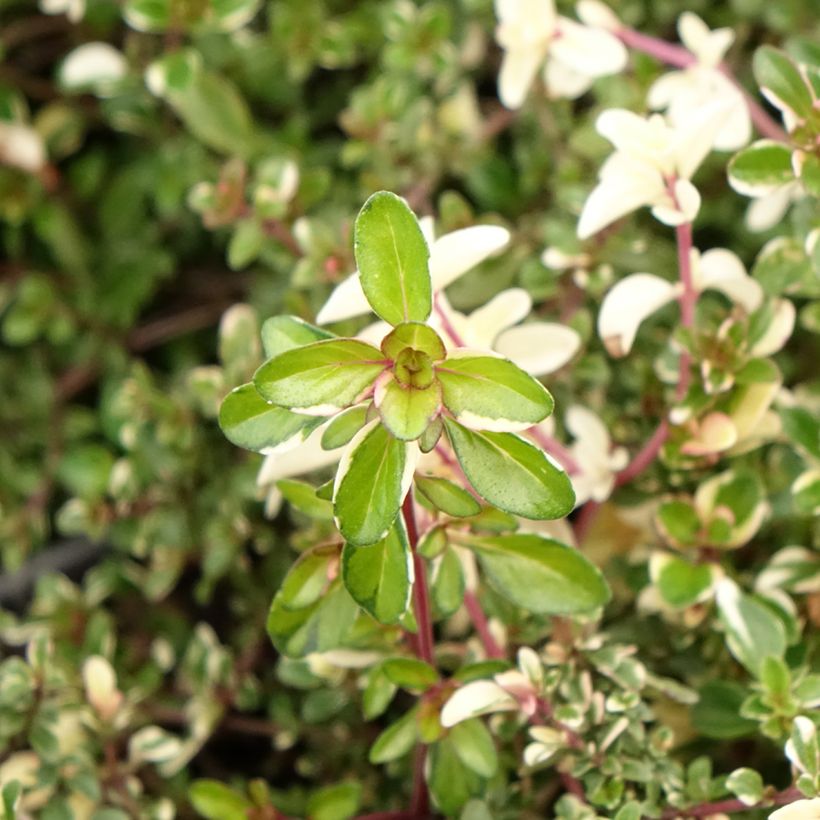 Thymus pulegioides Foxley - Thym faux pouliot (Feuillage)