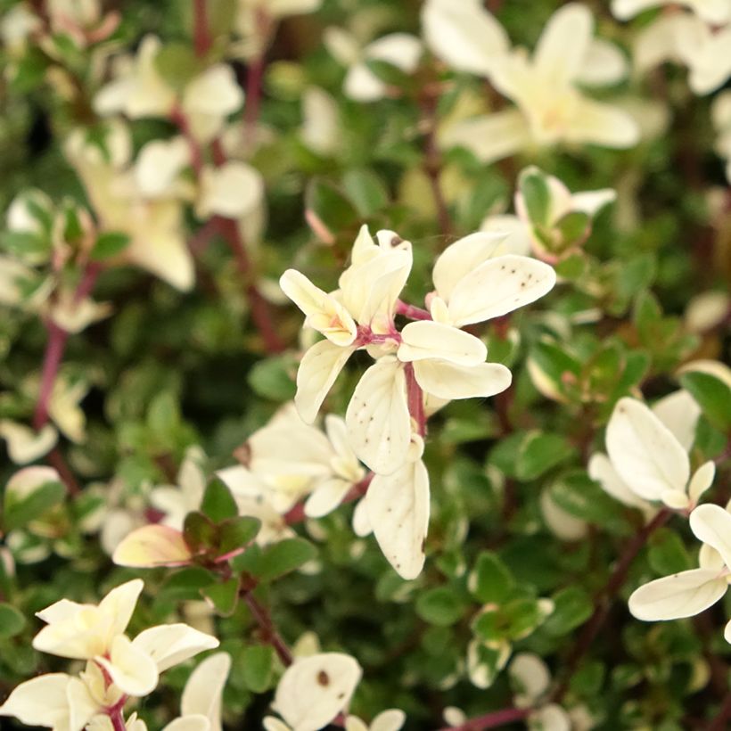Thymus pulegioides Foxley - Thym faux pouliot (Floraison)
