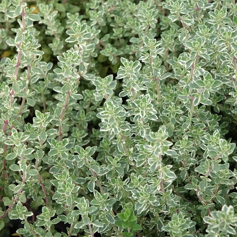 Thymus vulgaris Silver Posie - Thym Silver Posie - Thym argenté (Feuillage)