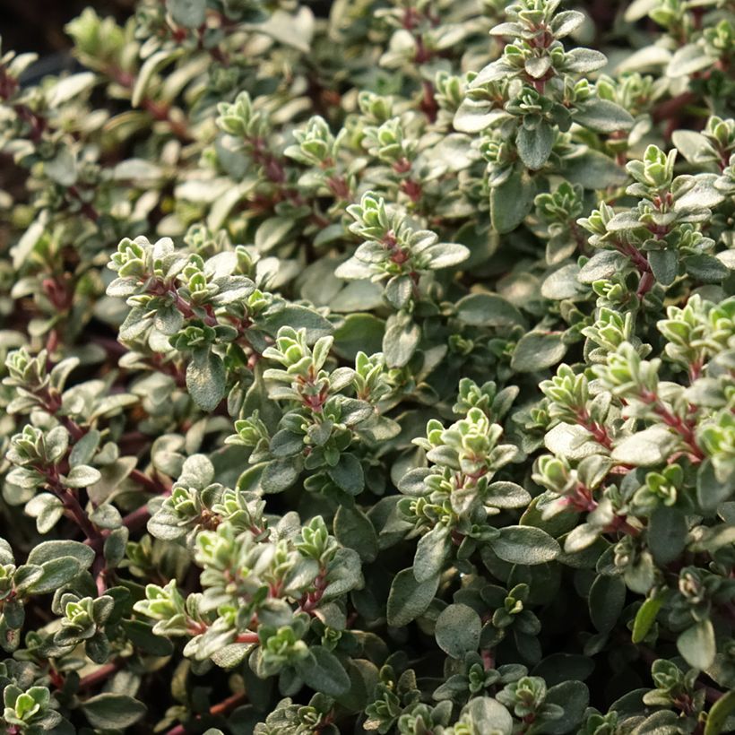 Thymus vulgaris Silver Posie - Thym Silver Posie - Thym argenté (Feuillage)