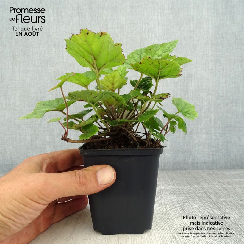 Spécimen de Tiarella cordifolia Brandywine - Tiarelle cordifoliée Godet de 8/9 cm tel que livré en été