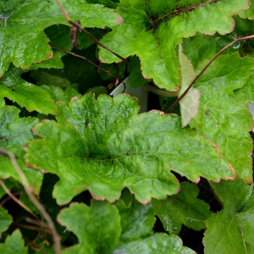 Tiarelle - Tiarella cordifolia (Feuillage)